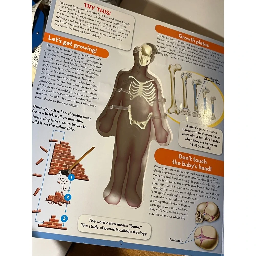 Uncover The Human Body Luann Colombo 3D Model Anatomy Book Silver Dolphin 2010